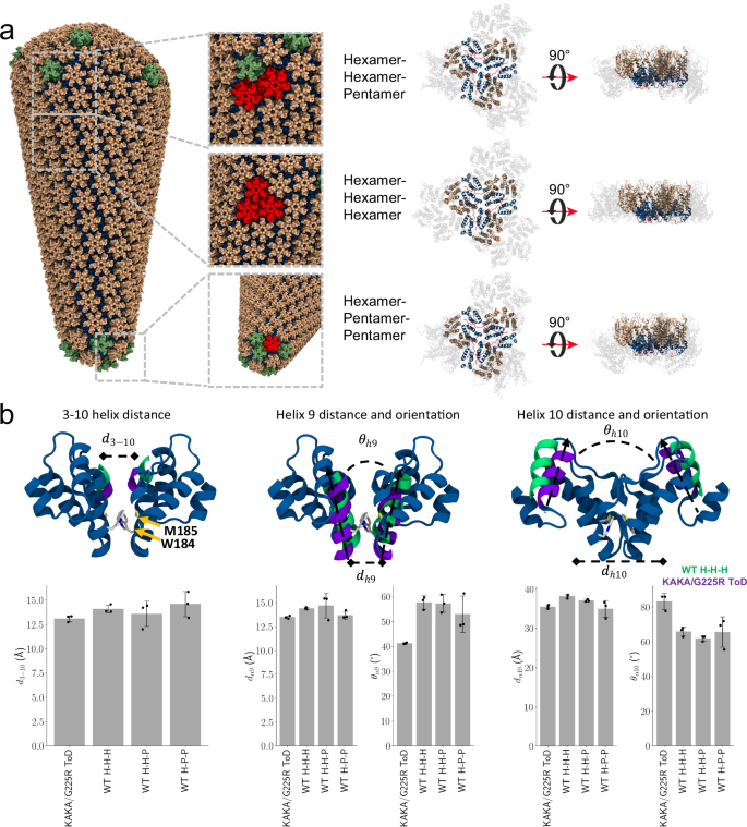 Fig. 6: KAKA/G225R CA dimer interfaces compared to assembly interfaces from full size capsid cone.