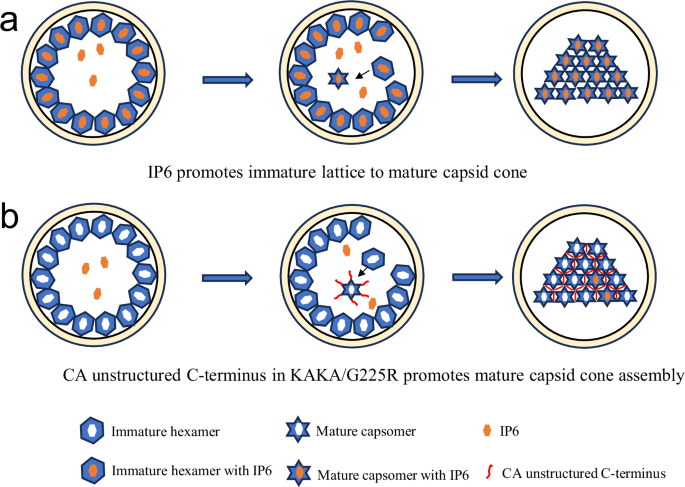 Fig. 7: A schematic model for the role of G225R in HIV-1 mature capsid assembly.