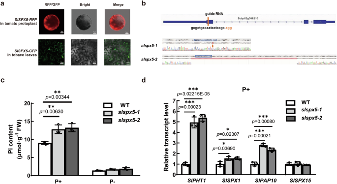 Fig. 2: SlSPX5 negatively regulates Pi signaling in plants.