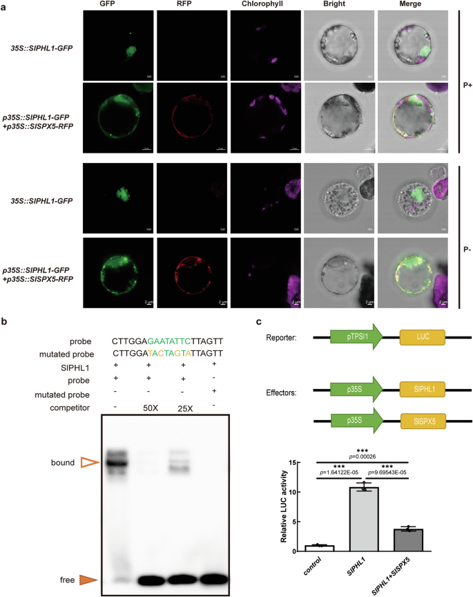 Fig. 4: SlSPX5 prevents SlPHL1 from entering the nucleus and regulates Pi homeostasis.