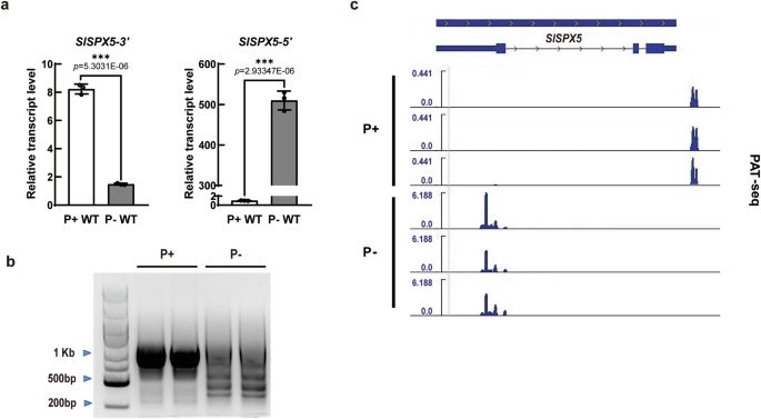 Fig. 5: Pi deficiency regulates the alternative polyadenylation of SlSPX5.