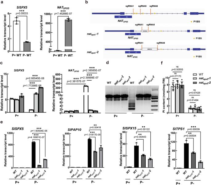Fig. 6: A cis-NAT is induced by Pi starvation to regulate the alternative polyadenylation of SlSPX5.