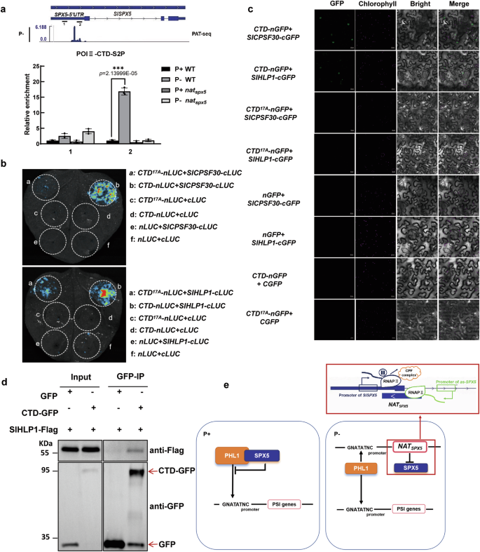 Fig. 7: Pol Ⅱ-CTD physically interacts with factors involved in alternative polyadenylation(APA).