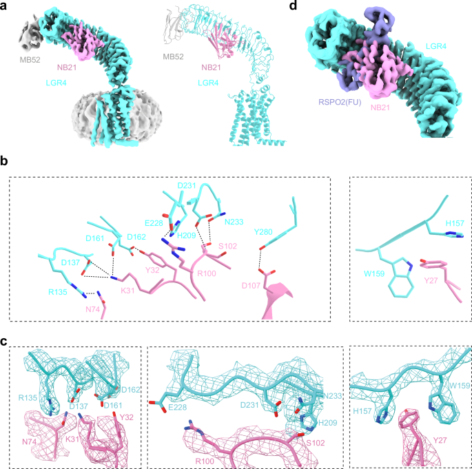 Fig. 2: Cryo-EM structure and analysis of LGR4-NB21 complex.