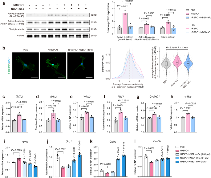 Fig. 3: NB21-mFc suppresses canonical Wnt/β-catenin signaling pathway and promotes a white-to-brown adipocyte switch in vitro.