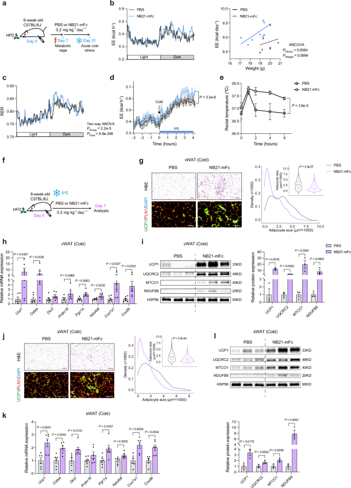 Fig. 4: NB21-mFc enhances energy expenditure and thermogenesis under cold stress.