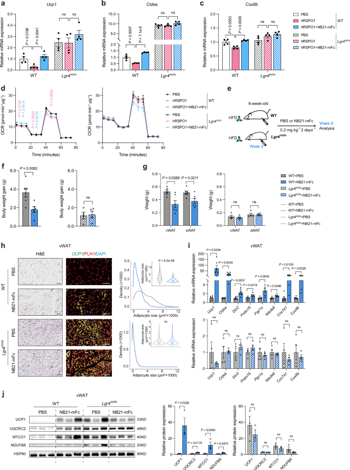 Fig. 5: NB21-mFc promotes a browning program in an LGR4-dependent manner.