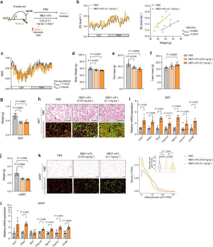 Fig. 6: Anti-obesity effects of NB21-mFc in ob/ob mice.