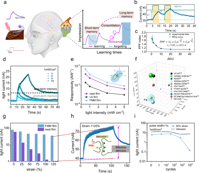 Fig. 6: Stretchable synaptic phototransistors employing FMM films of DPPTT imitate the visual memory in human brains.