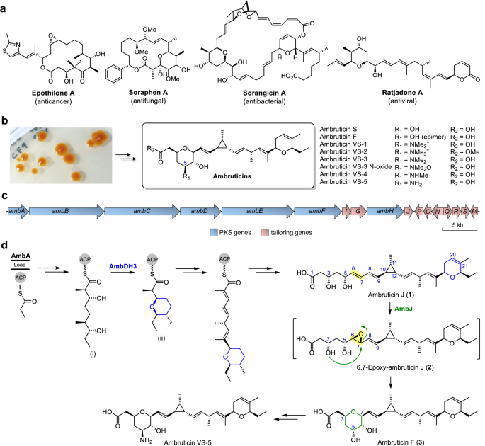 Fig. 1: Selected bioactive natural products produced by S. cellulosum and their biosynthesis.