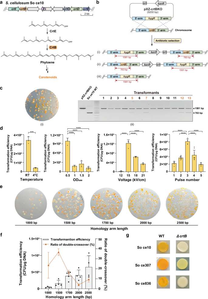 Fig. 2: Development of the genetic engineering method for S. cellulosum.