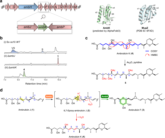 Fig. 3: AmbK is an epoxide hydrolase catalysing THP ring formation in ambruticin biosynthesis.