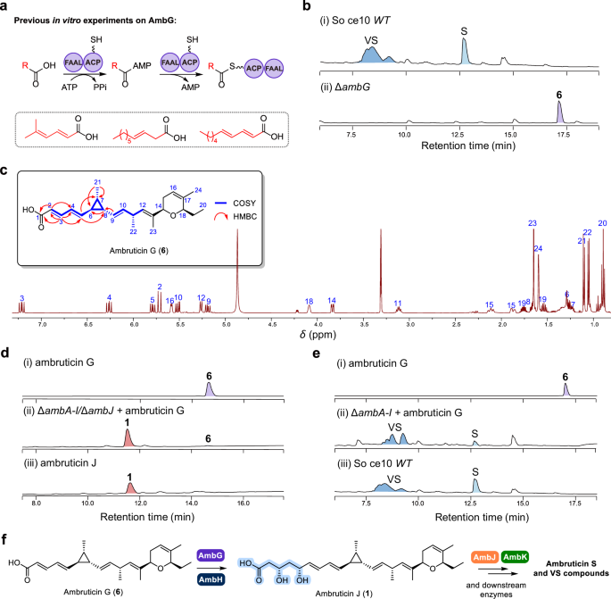 Fig. 4: AmbH is an iterative module for polyketide backbone assembly in ambruticin biosynthesis.