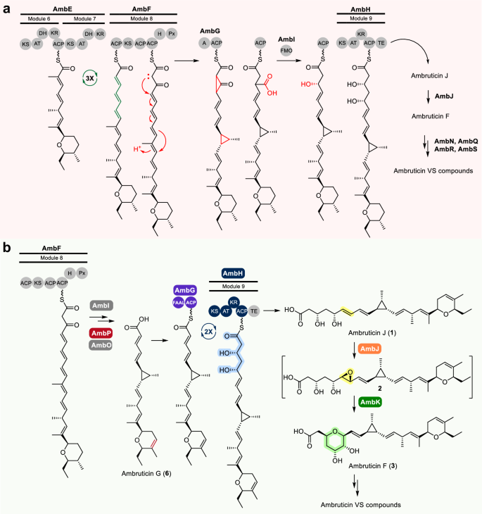 Fig. 5: Genetic engineering of S. cellulosum So ce10 leads to an updated pathway for ambruticin biosynthesis.
