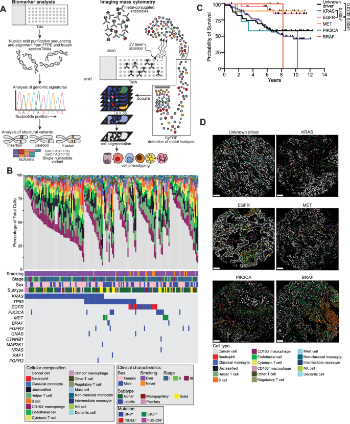 Fig. 1: Clinical and genomic characteristics of LUAD patient cohort.