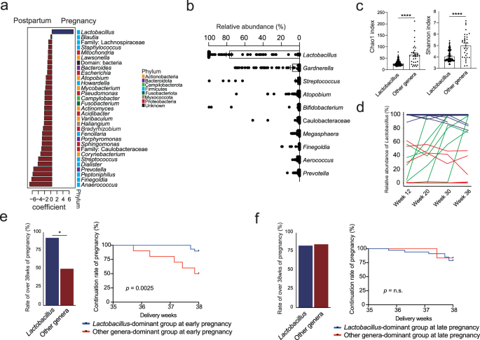 Fig. 2: Dynamics of Lactobacillus in the maternal vaginal microbiome during pregnancy and the postpartum period, and its potential role in preterm birth.