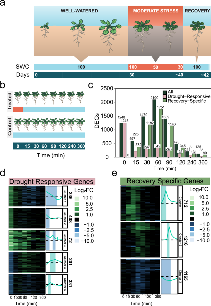 Fig. 1: A fine-scale RNA-seq time course of drought recovery reveals recovery-specific genes.