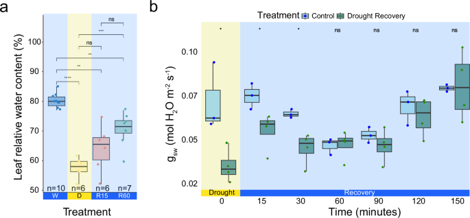 Fig. 2: The leaf relative water content and stomatal conductance are partially recovered after 15 mins of rehydration.