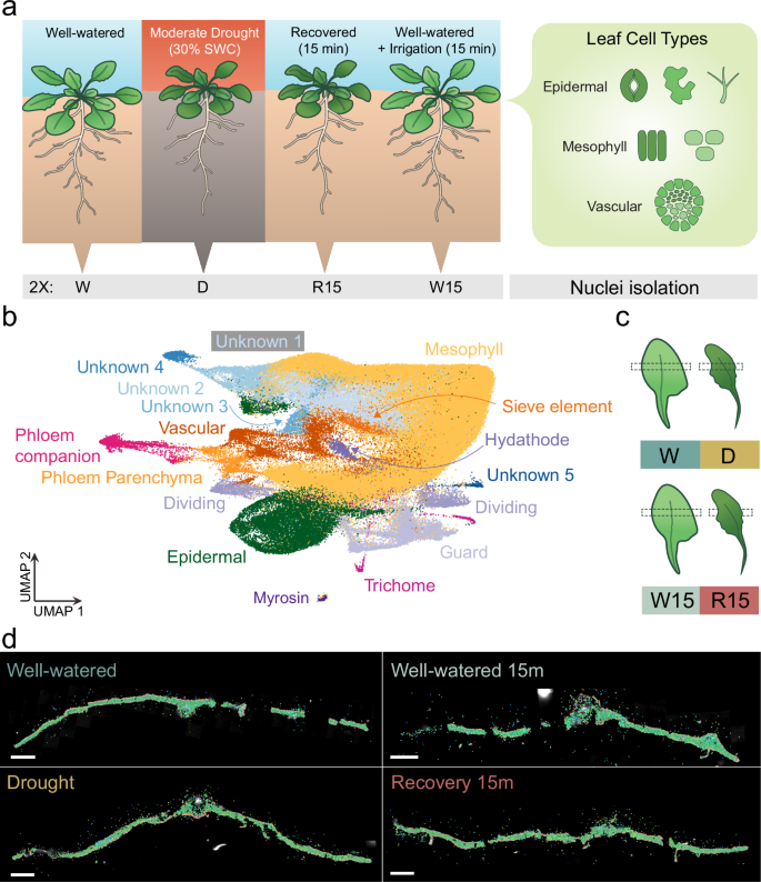 Fig. 3: Cell type–resolved transcriptional responses to post-drought rehydration in Arabidopsis leaves.