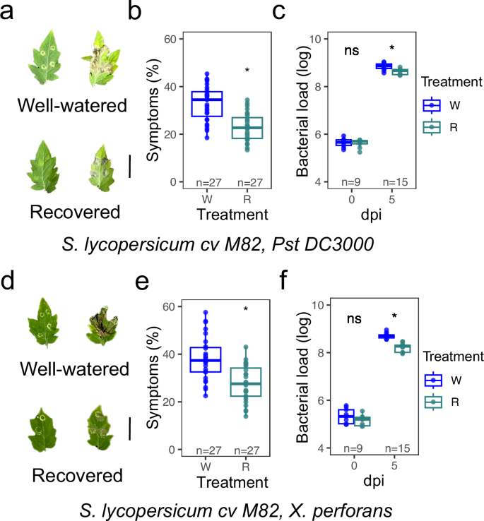 Fig. 6: Drought recovery-induced immunity enhanced resistance to X. perforans and Pst DC3000 in domesticated (S. lycopersicum cv. M82) tomato species.