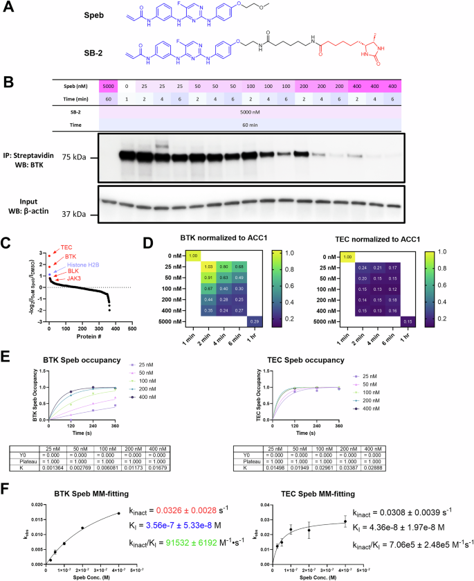 Fig. 3: COOKIE-Pro profiling for spebrutinib in Ramos cell using SB-2 desthiobiotin probe.