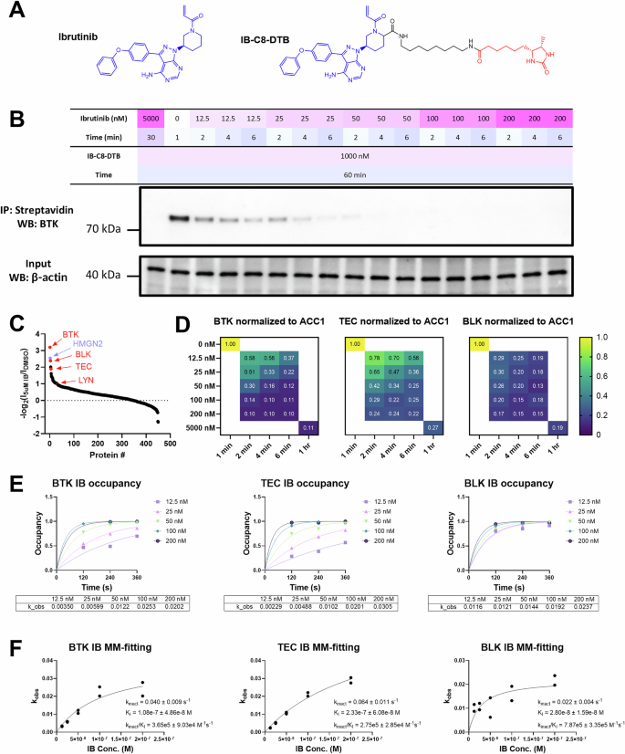 Fig. 4: COOKIE-Pro profiling for ibrutinib in Ramos cell using IB-C8-DTB probe.