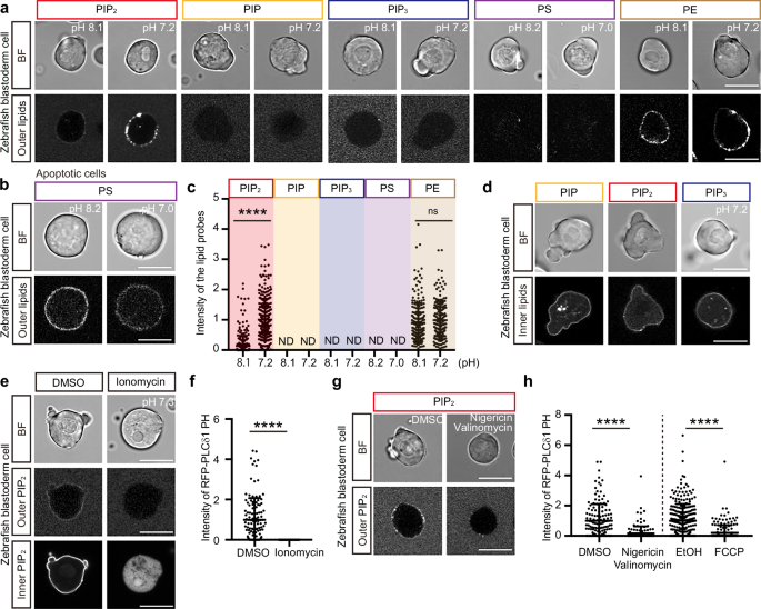 Fig. 1: pH-dependent translocation of PIP2 to the outer leaflet of the plasma membrane.