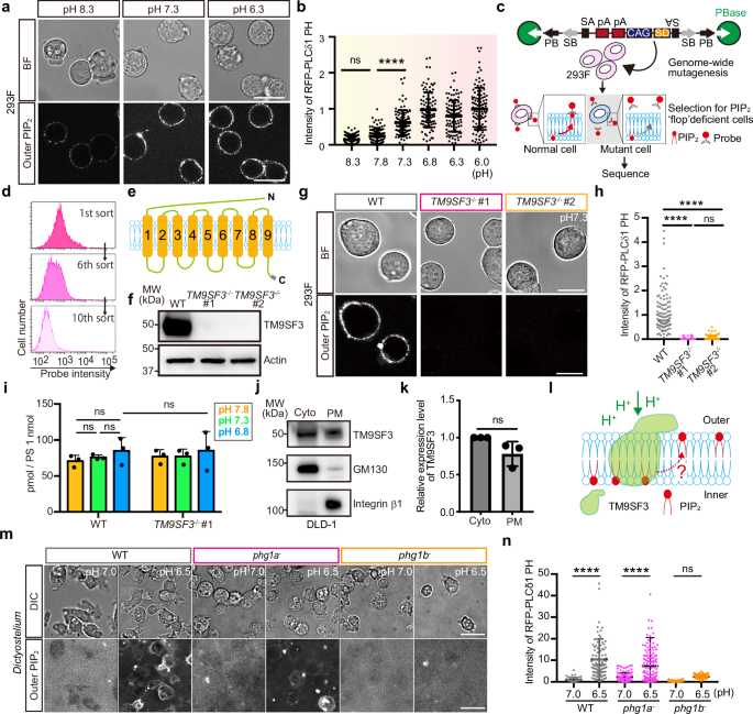 Fig. 2: Identification of TM9SF3 as an essential factor for PIP2 translocation.