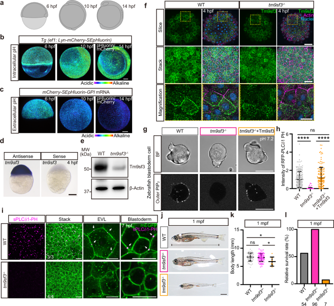 Fig. 3: TM9SF3 is essential for the early development of zebrafish.