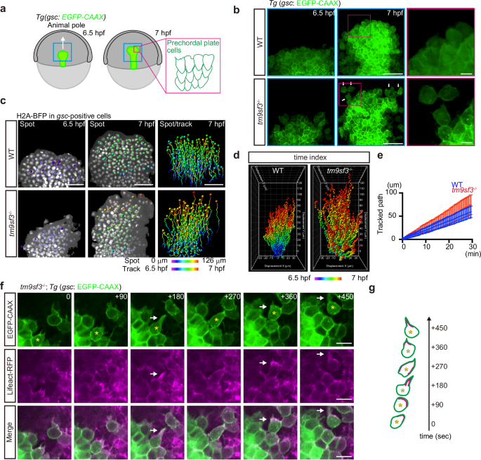 Fig. 4: TM9SF3 is required for collective cell migration in a low pH environment.