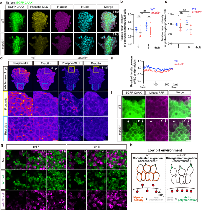Fig. 5: TM9SF3 regulates cytoskeletal dynamics in ppl cells in response to an extracellular pH.