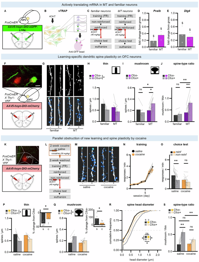 Fig. 3: Memory trace neurons undergo learning-related dendritic spine plasticity.