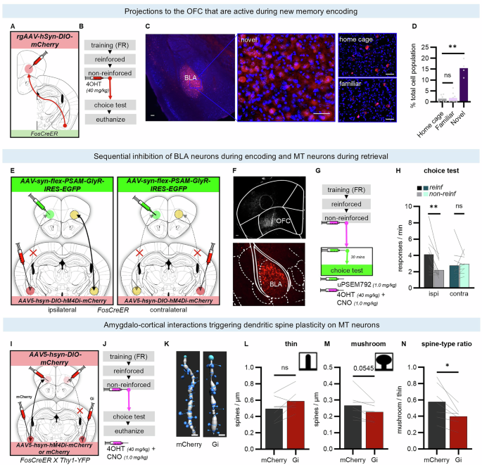 Fig. 4: Memory trace neurons synchronize with the BLA to coordinate flexible action strategies and associated neurosequelae in the OFC.