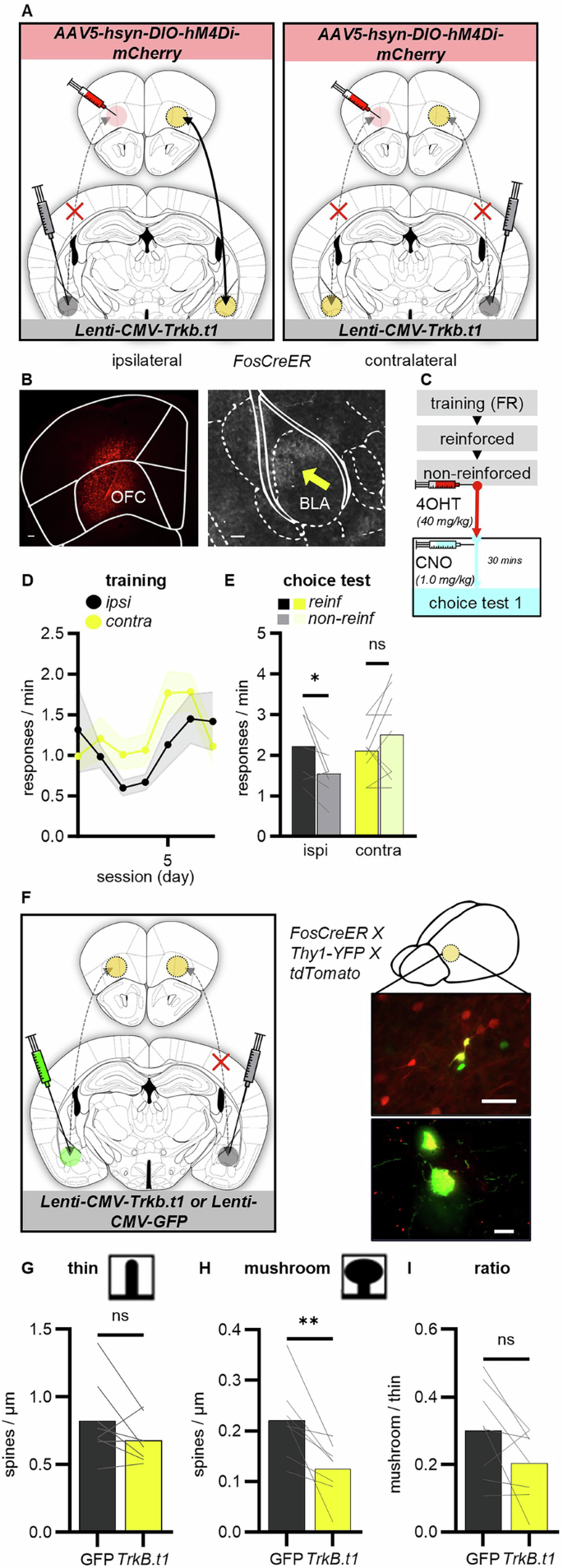 Fig. 5: Neurotrophin signaling in the BLA is necessary for flexible OFC-dependent action strategies and associated dendritic spine plasticity.
