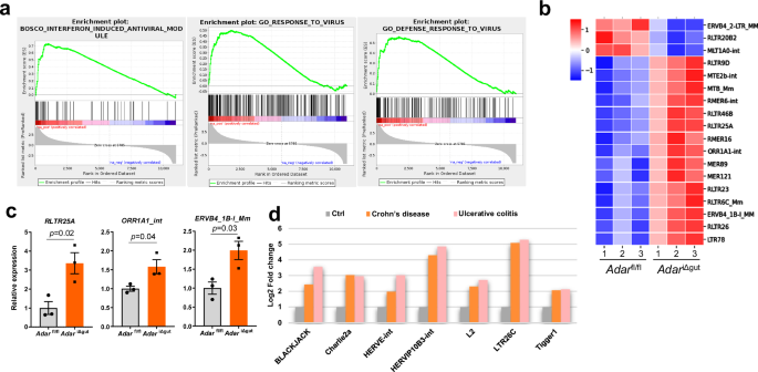 Fig. 4: Adar deletion leads to the accumulation of endogenous retroviruses.