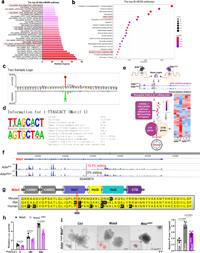 Fig. 6: Mda5 is a target of Adar-mediated RNA editing, which decreases its dsRNA sensing activity.