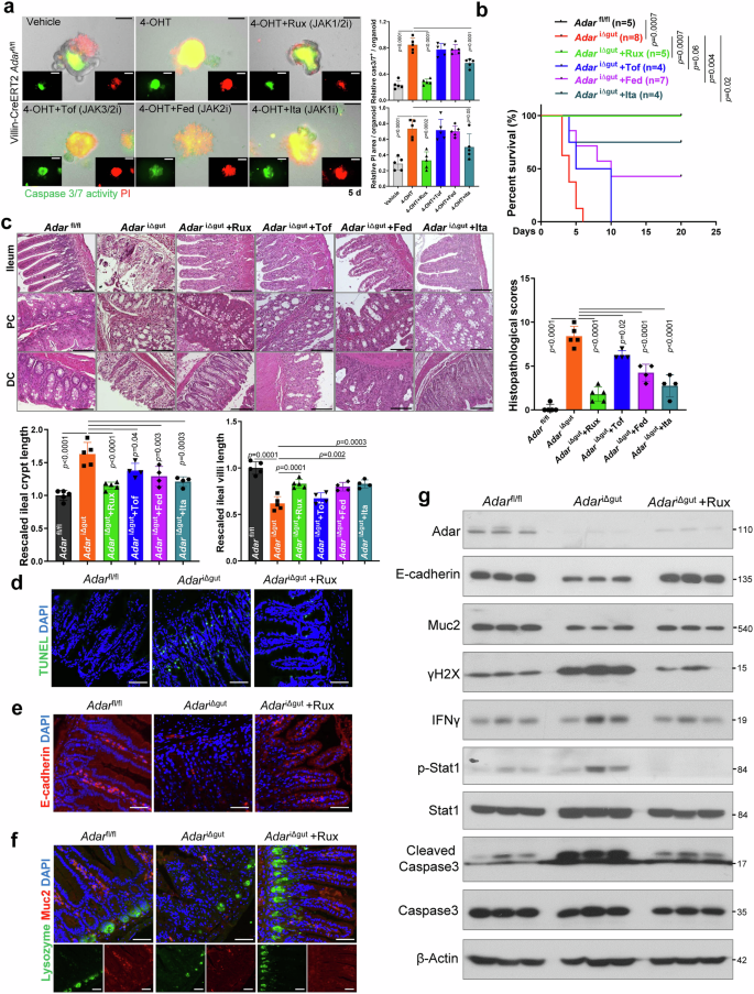 Fig. 7: Ruxolitinib attenuates Adar deficiency-induced organoid death and bowel inflammation.