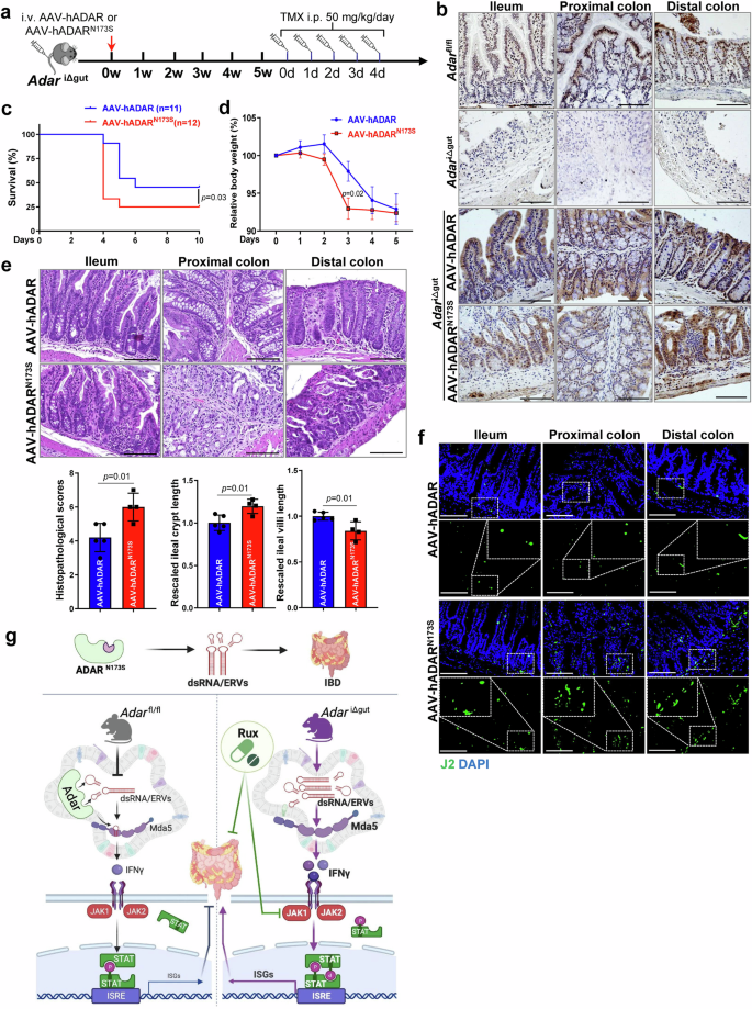 Fig. 8: Characterization of ADARN173S as a loss function mutation that may have triggered bowel inflammation in patients and mice.