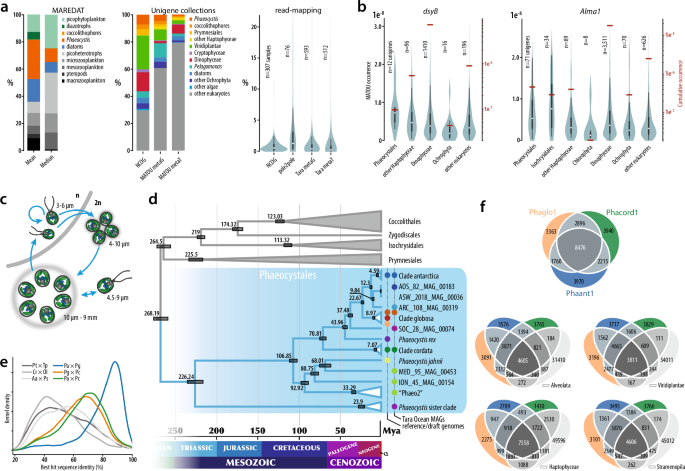 Fig. 1: Significance of Phaeocystis spp.