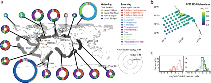 Fig. 2: Biogeography of Phaeocystis spp. with respect to size fractions.