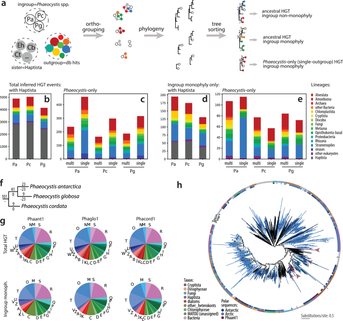 Fig. 5: Horizontal gene transfer (HGT) events in Phaeocystis draft genomes.
