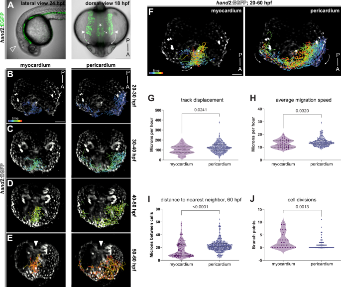 Fig. 2: Pericardial progenitors have distinct migratory trajectories among heart-contributing lineages.