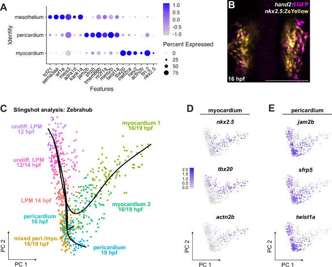 Fig. 4: The pericardial lineage trajectory becomes distinct prior to heart tube formation.