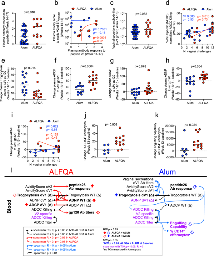Fig. 2: Antibody responses, Fc receptor-dependent function of antibodies, and efferocytosis.