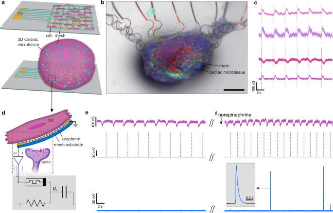 Fig. 4: Connecting the artificial neuron to a biological cell.