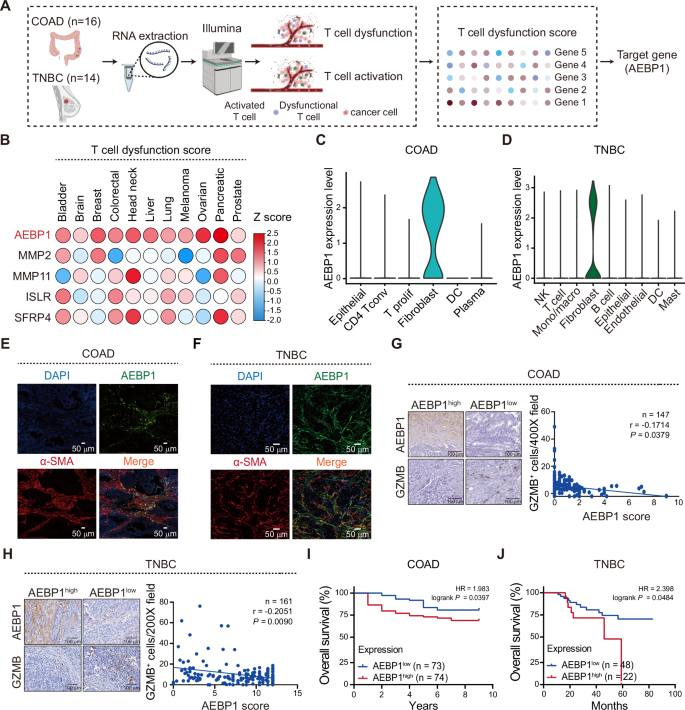 Fig. 1: CAF-derived AEBP1 is associated with T cell dysfunction and closely related to poor survival.