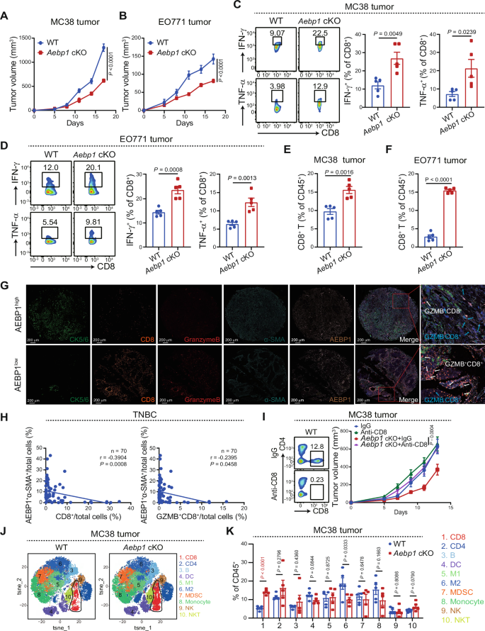 Fig. 2: Blocking Aebp1 in fibroblasts enhances T cell antitumor immunity.