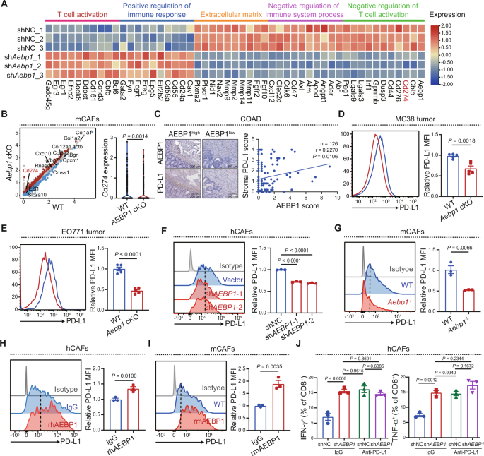 Fig. 4: Blocking AEBP1 down-regulates PD-L1 expression on CAFs.