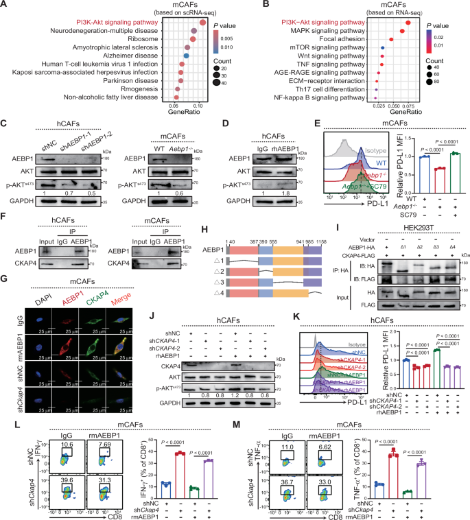 Fig. 5: Ckap4 is a receptor for AEBP1 activities in CAFs.