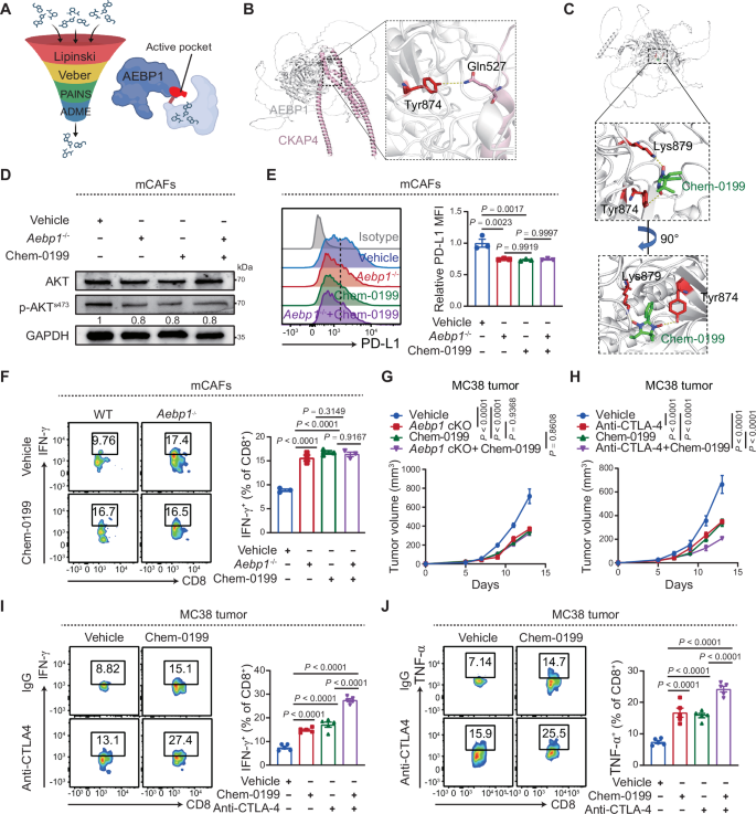 Fig. 7: Chem-0199 suppresses the interaction between AEBP1 and CKAP4.